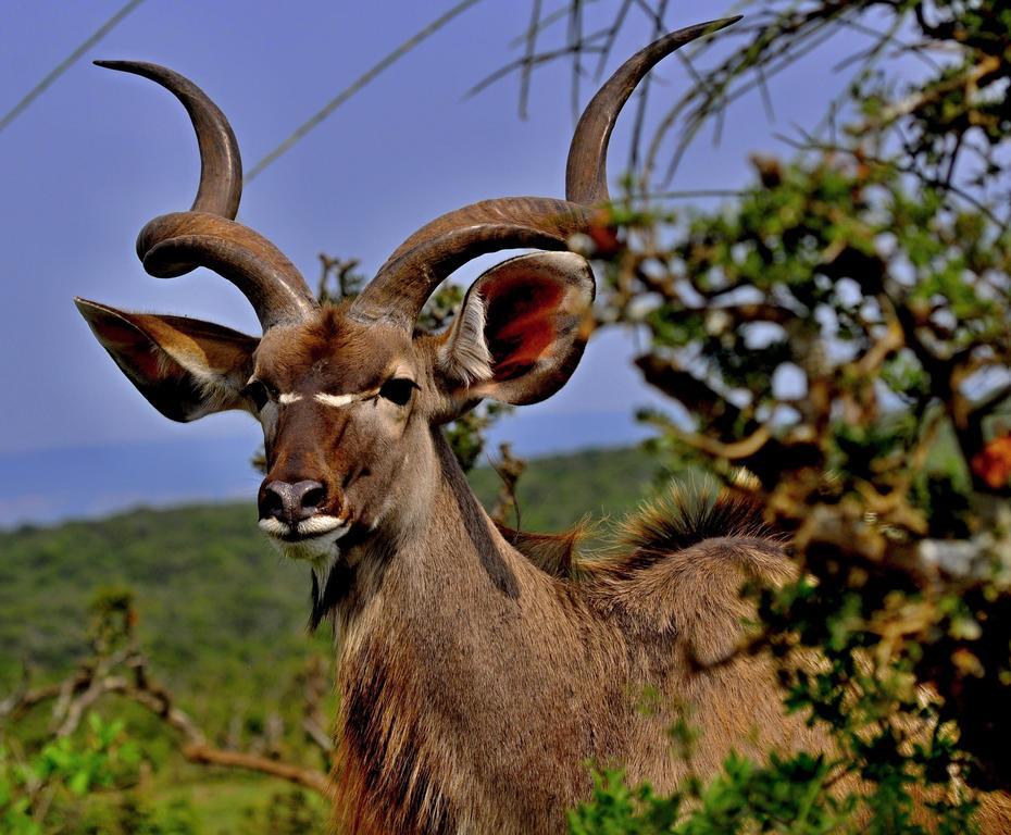Umlambo River Lodge Kirkwood Esterno foto